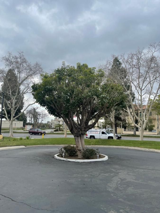 Chino Motel 7